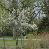 Toka Plum #5 - Image 3